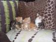 Ginger and Tabby Kittens for Sale. **5 Beautiful Kittens....