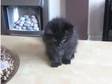 Fluffy Black Female Kitten 10 Weeks Old. Fluffy Black....