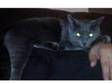 Missing Grey Male cat. Cat Missing from the CV1 area of....