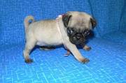 Potty Trained Pug Puppies for caring homes