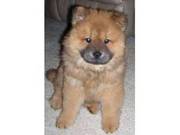 Smooth Coat Chow Chow Puppies