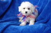 Quality and Super Cute Bichon Frise Puppies