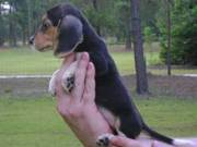 Hand raise Beagle puppy for ever best home