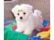 Maltese Puppies for Sale Pre-spoiled,  registered....