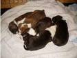 Staffordshire Bull Terrier Pups For Sale. I have 5 pups....