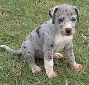 Gorgeous Great Dane Puppies For Sale