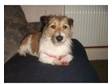 jack russell stud. ollie is a 2 year old male and a....