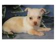 chihuahua puppies. please click our puppies pictures, and....
