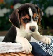 Wonderfull Beagle Puppies For Sale