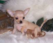 Tiny Tea Cup Chihuahua Puppy For Sale